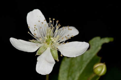 Rubus hispidus #4